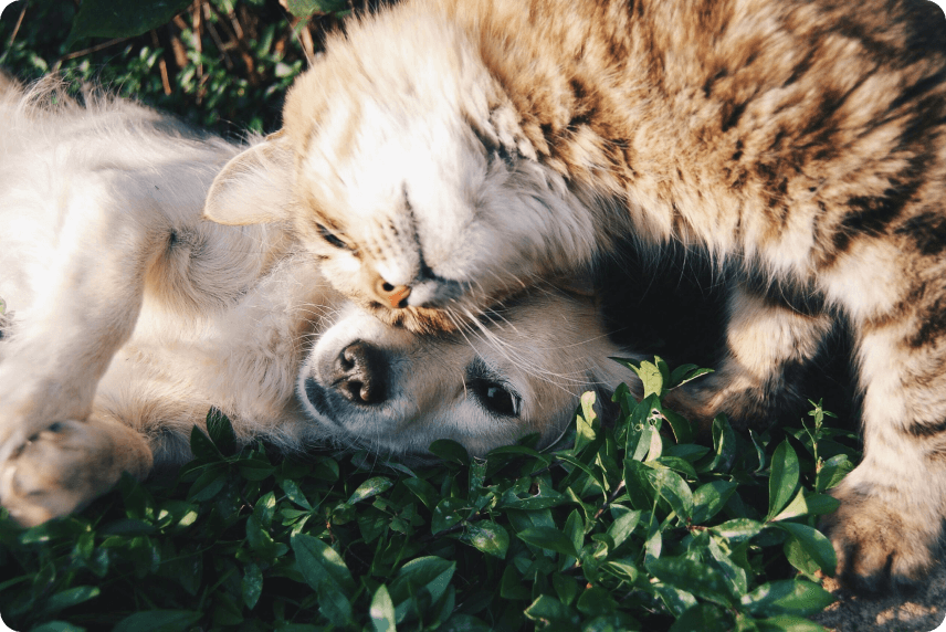 happy pets